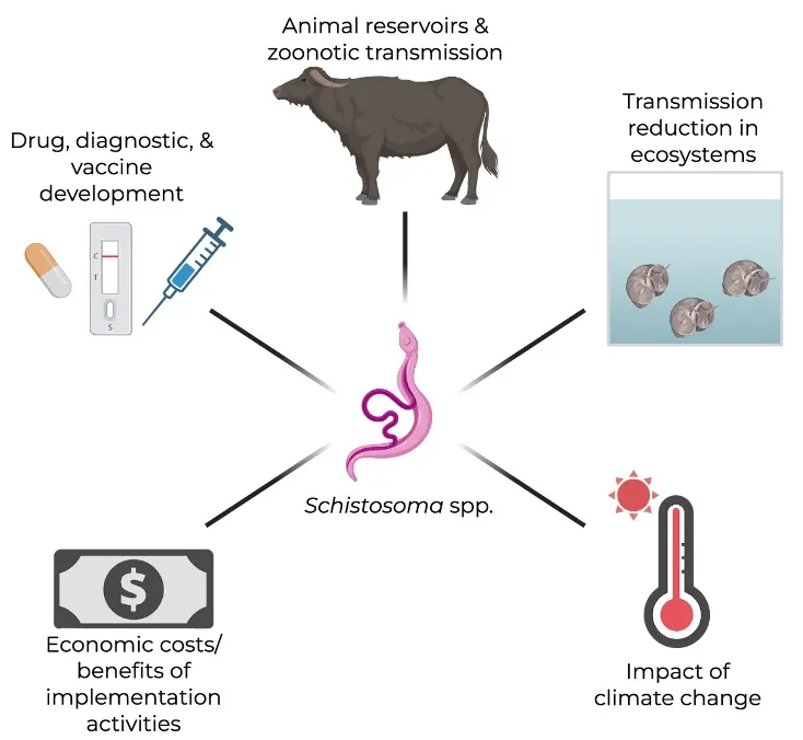 Figure 4: A sampling of schistosomiasis research areas that may impact policy development towards the control and elimination of schistosomiasis from local communities. (This figure was made using Biorender)